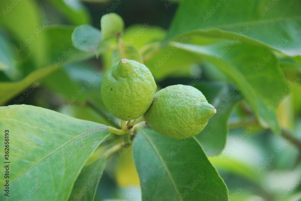 Lemons from the plant