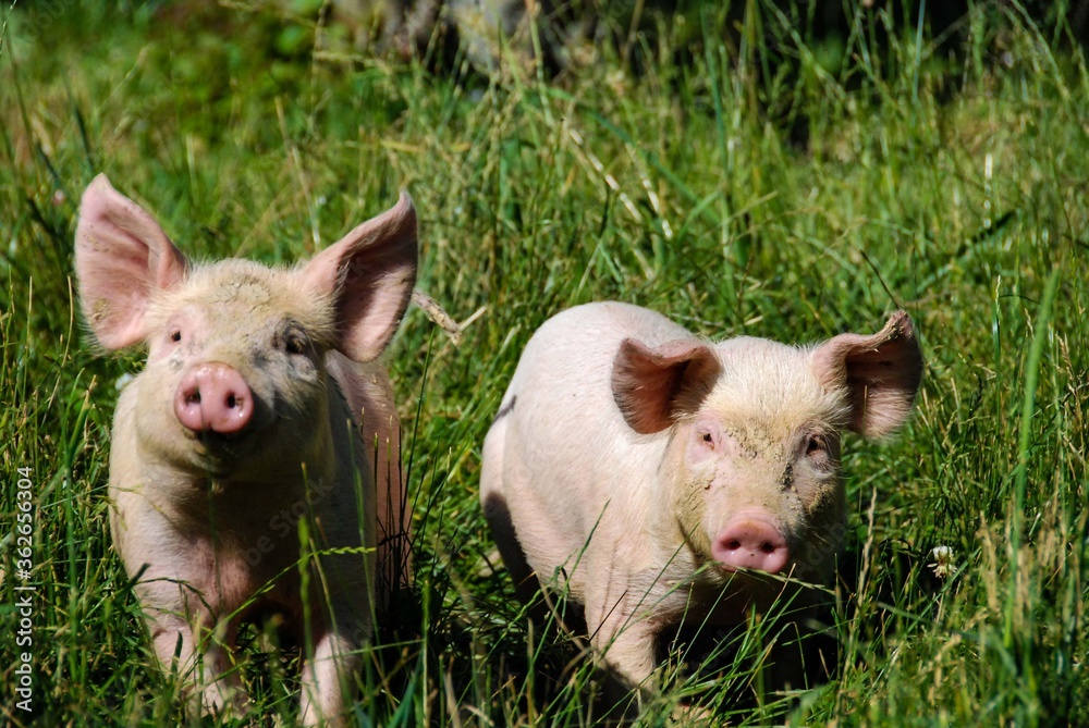 Some piglets run in a meadow Some piglets run in a meadow