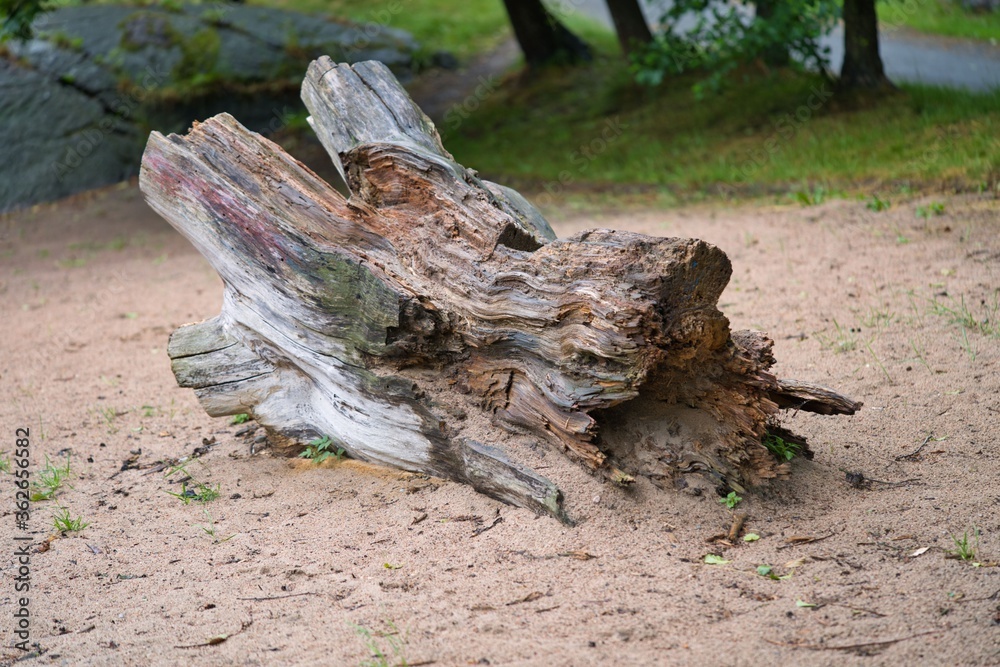 Foto 砂の上の古い流木