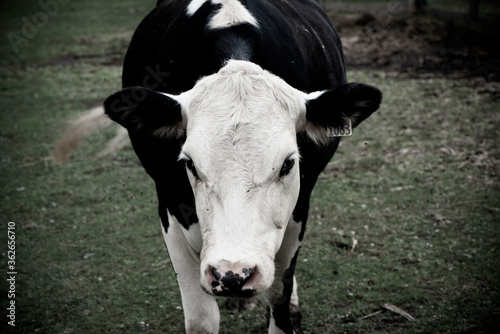 Vache laitière