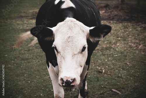 Vache de face en macro - Détails captivants d'une beauté naturelle désaturée