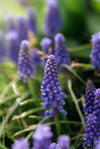 Close up of purple grape hyacinth muscari flowers in a garden. photo