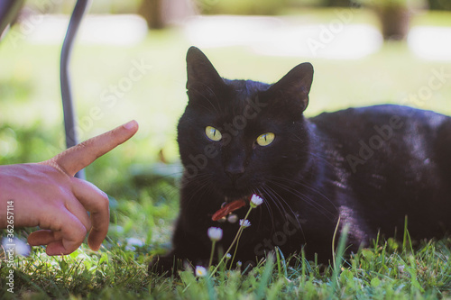 Canvas Print black cat with green eyes lying on the grass