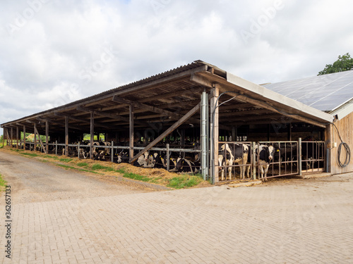 black and white cows stand side by side in a cowshed and eat feed © karegg