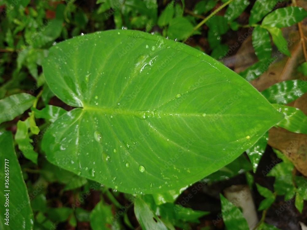 Close-up of green colocasia leaf with water drops Close-up of green colocasia leaf with water drops