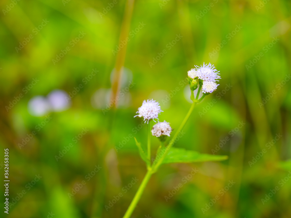 cloue up grass flower with green background for texture cloue up grass flower with green background for texture