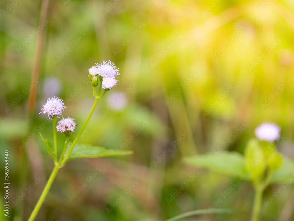 cloue up grass flower with green background for texture cloue up grass flower with green background for texture