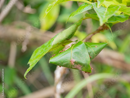 Oecophylla smaragdina, Red ant 's nest with leaf on tree