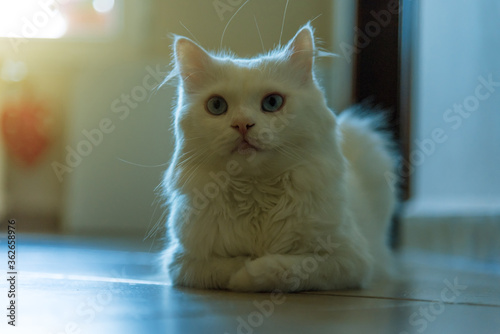 White cat relaxing at home photo