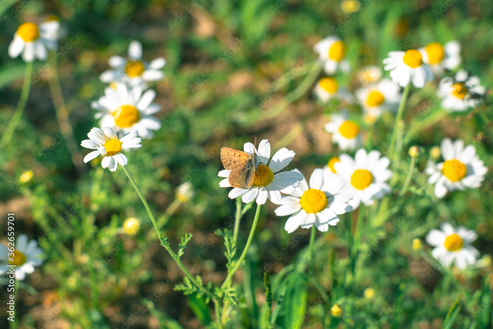 Little brown butterfly on a camomile. Wild daisies with a small brown butterfly Little brown butterfly on a camomile. Wild daisies with a small brown butterfly