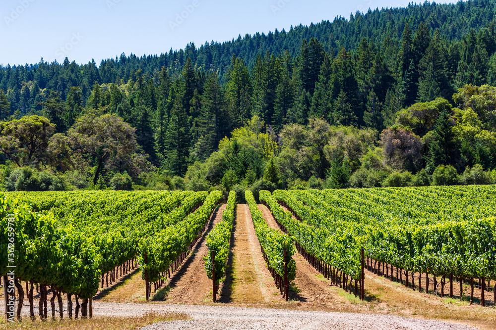 Obraz premium Wine Country Vineyard