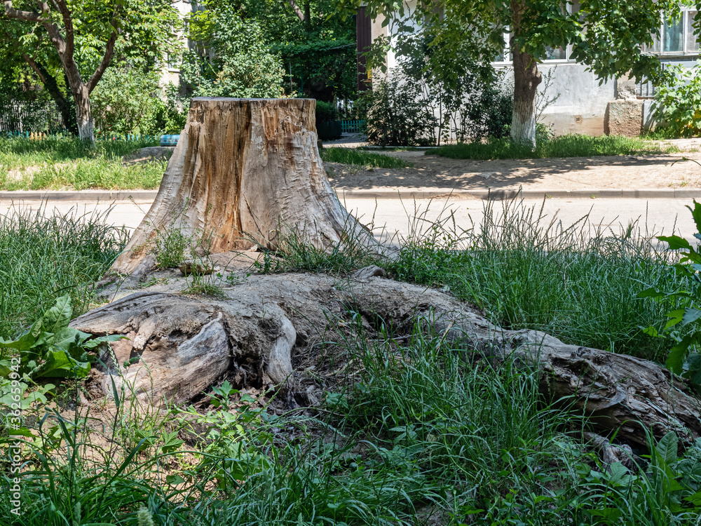 A Hemp Formed from A Saw Cut of an Old Tree A Hemp Formed from A Saw Cut of an Old Tree