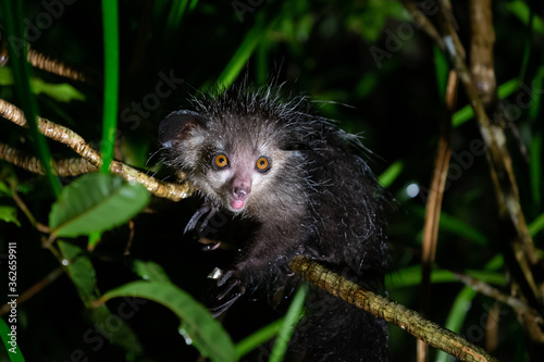 The rare Aye-Aye lemur that is only nocturnal photo