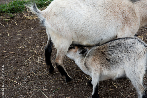 Famille chèvre photo