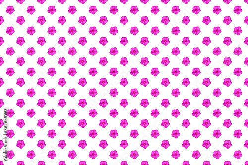 Phlox flowers seamless pattern isolated on white background