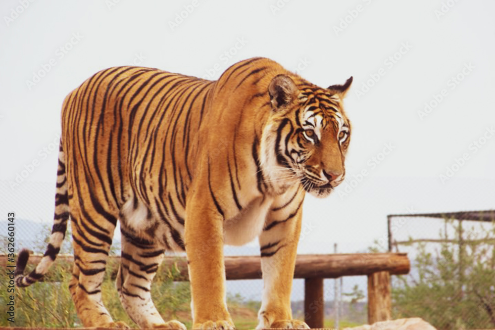 Obraz premium Tiger