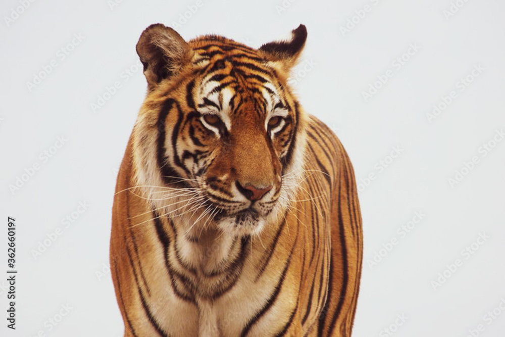 Fototapeta premium Tiger