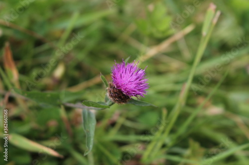 Fleur violette