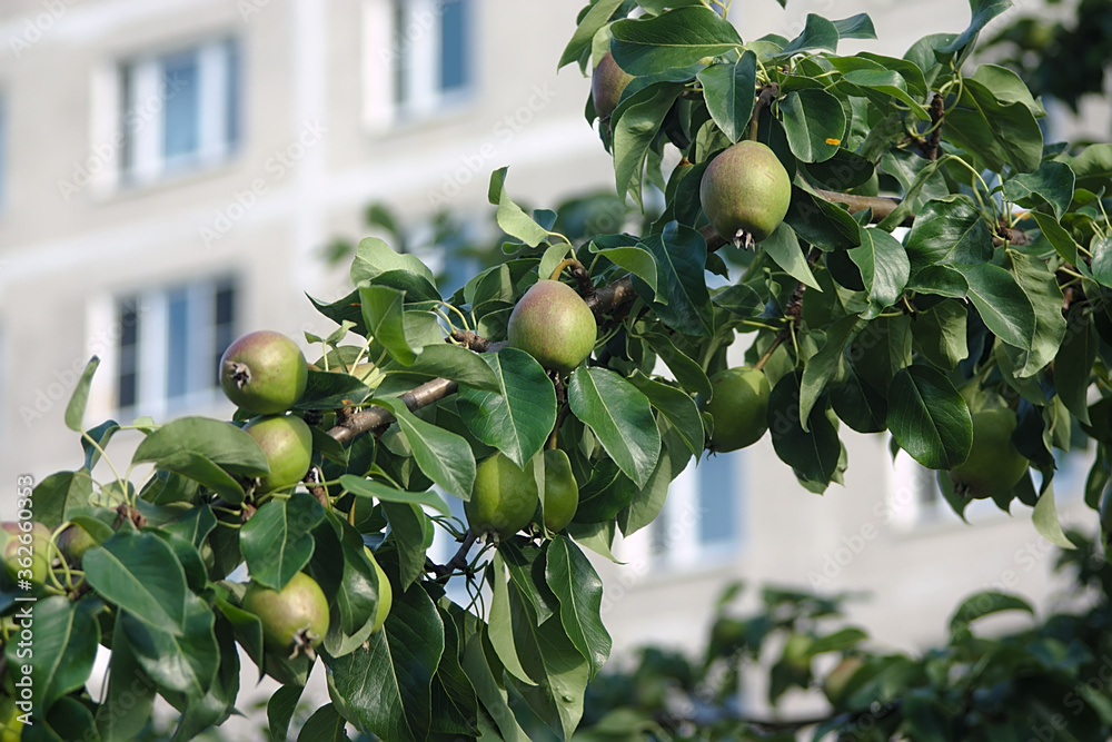 pears on a branch in the courtyard of a multi-storey building