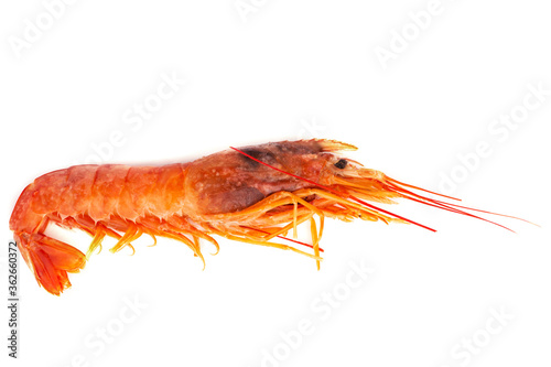 One raw shrimp langostino