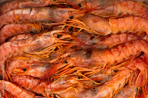 Raw shrimp langostino background