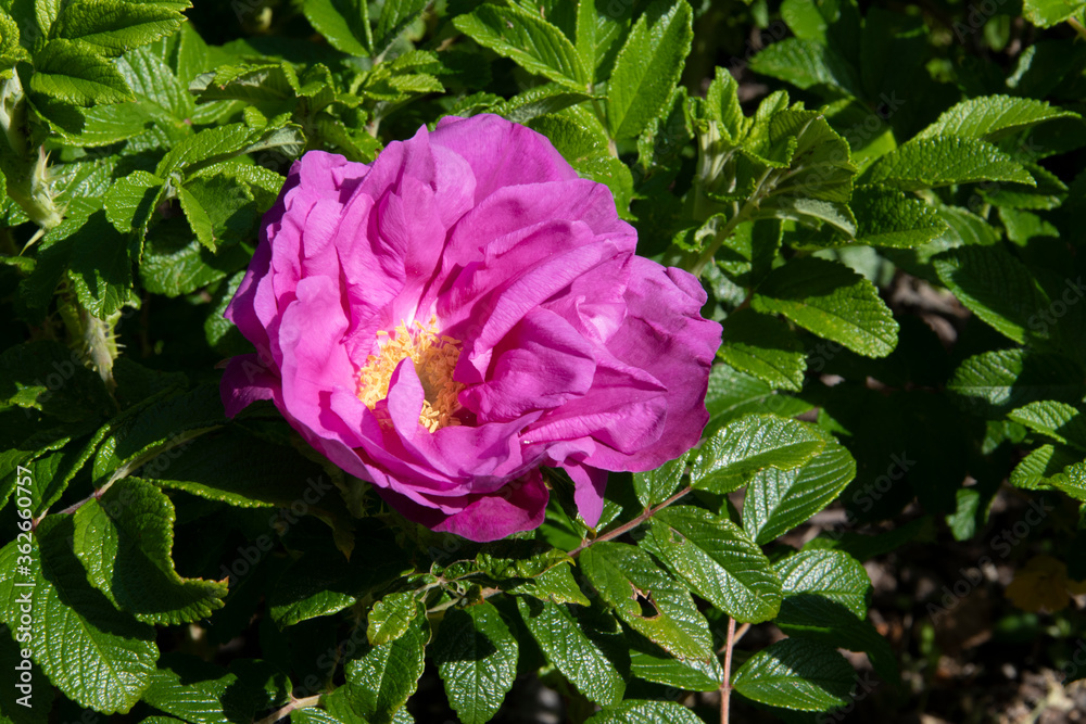 Die Hundsrose, Rosa canina, bekannt durch Ihre Hagebutten Früchte wird oft auch Heckenrose oder Wildrose genannt. Sie ist ein stark stacheliger, raschwüchsiger Strauch.