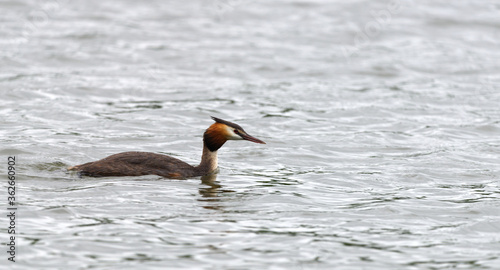 great crested grebe on water