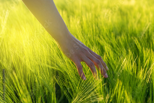 Woman Farmer Hand touching wheat photo