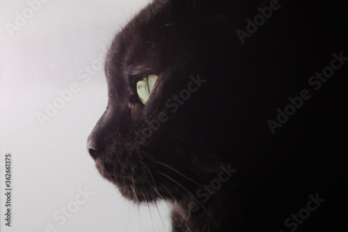 A black cat with green eyes looks out the window. Muzzle in profile, c photo