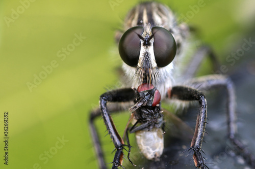 A robberfly (Asilidae sp) is preying on a small insect. © brahim