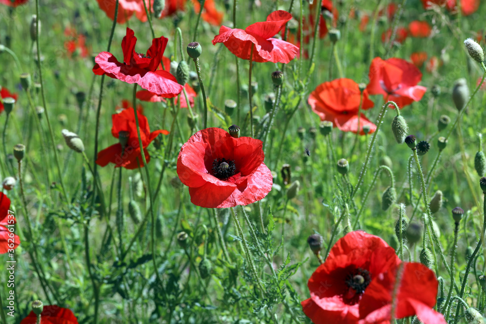 field of red poppies, countryside field of red poppies, countryside