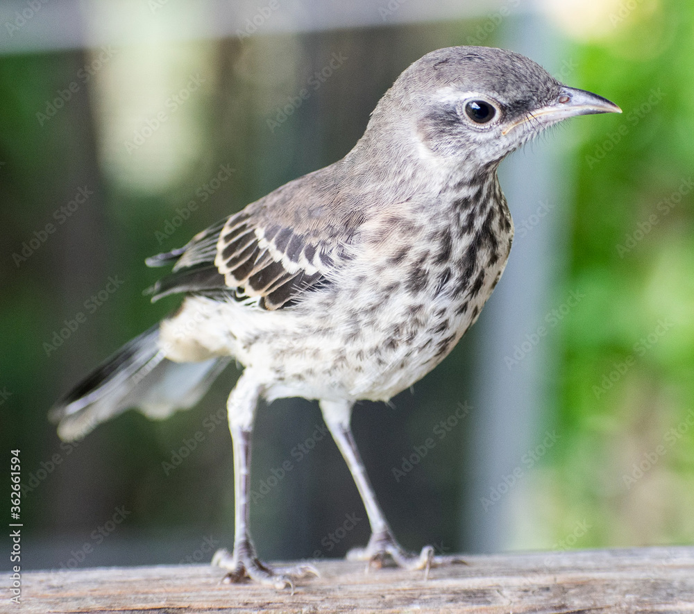 Fototapeta premium female house sparrow