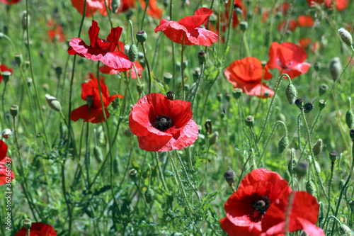 field of red poppies  countryside