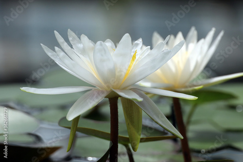 blooming lotus in the water  natural background
