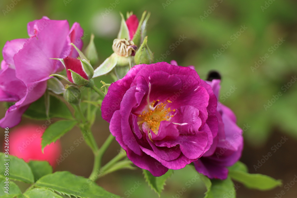 pink blooming roses in the garden pink blooming roses in the garden