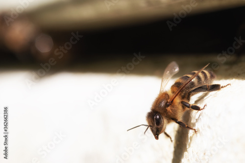 A bee sits at the entrance of the hive. The bright sun creates a copy space. Macro photo of a bee breed Apis mellifera carnica close up. Blank for advertising beekeeping products. photo