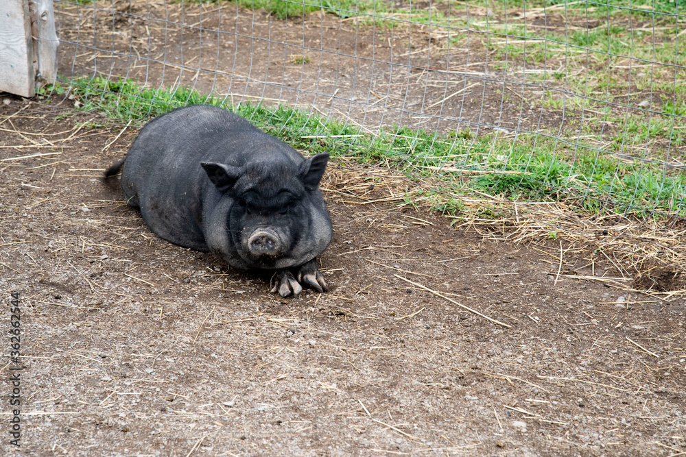 Cochon noir d'amérique Cochon noir d'amérique