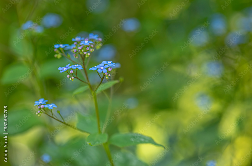 Brunnera macrophylla or siberian bugloss or great forget-me-not or largeleaf brunnera or heartleaf jack frost green plant with blue little flowers on yellow background Brunnera macrophylla or siberian bugloss or great forget-me-not or largeleaf brunnera or heartleaf jack frost green plant with blue little flowers on yellow background