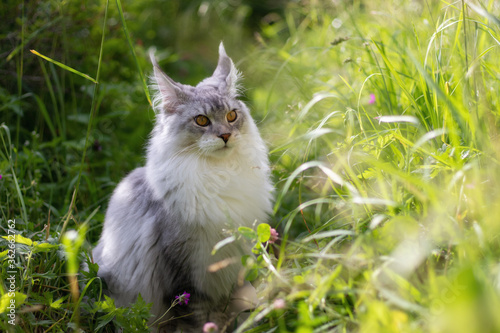 Young Maine Coon cat walks outdoor in the summer in the village. Beautiful silver-colored kitten is 6 months old. Soft sunlight shines on the green grass. Cat has large eyes, ears and tassels on ears