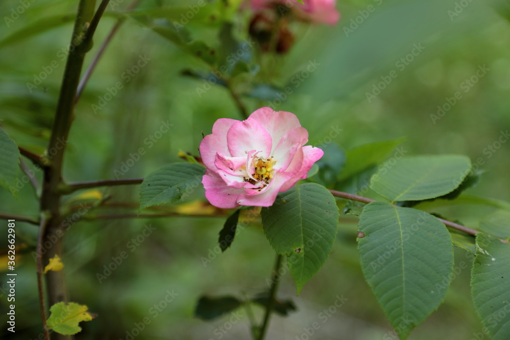 Pink Rose shrub with flowers in Summer season. Pink Rose shrub with flowers in Summer season.