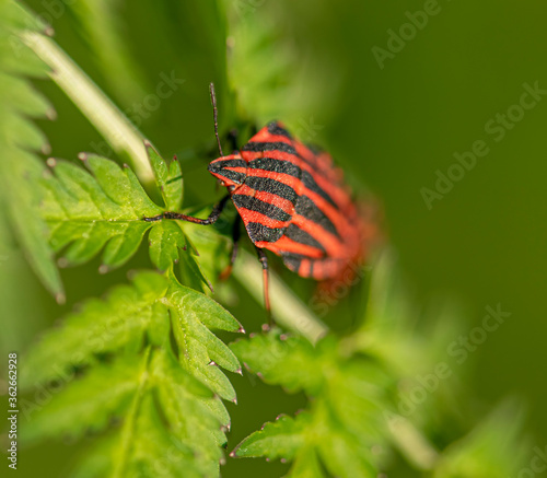 Graphosoma is a genus of the family Pentatomidae known as the striped shield bugs for their distinctive markings