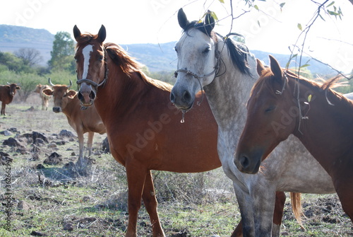 horses and cows in the field