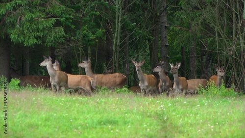 Deer run through the forest