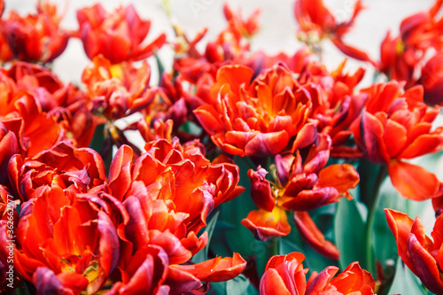 bunch of tulip flowers close up for background, flowerbed untypical macro, many petails bright colored