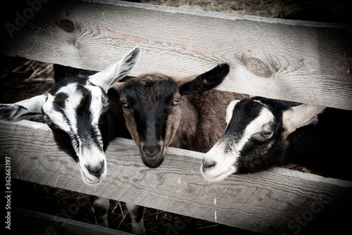 Famille chèvre photo