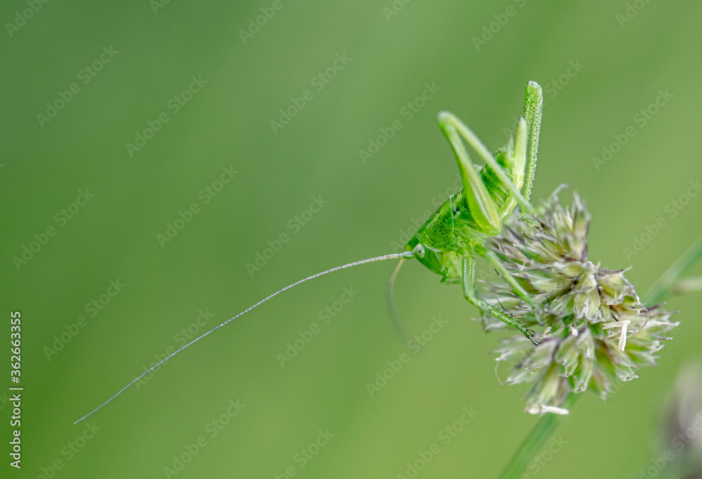 A grasshopper on a green grass background close up A grasshopper on a green grass background close up