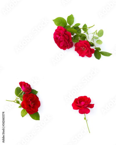 Frame of red roses on a white background. Flat lay, top view, copy space
