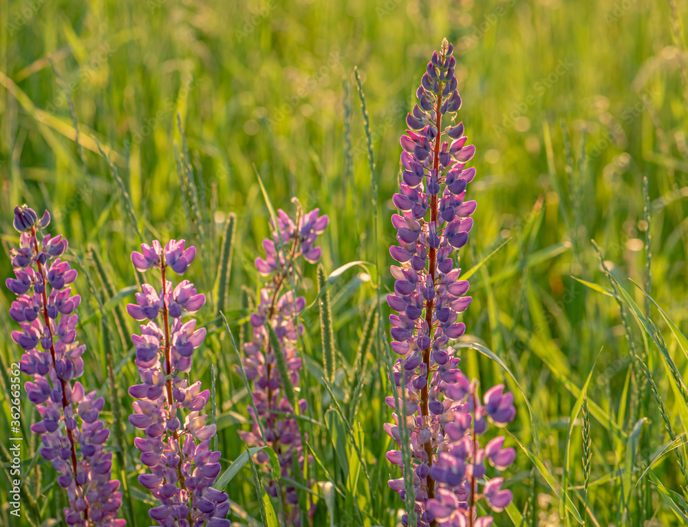 Landscape meadow with blooming lupinus, lupin. Landscape meadow with blooming lupinus, lupin.