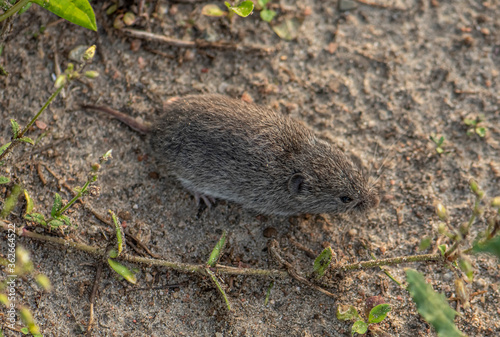 Common Vole (Microtus arvalis) in an open rural field it's Natural Habitat