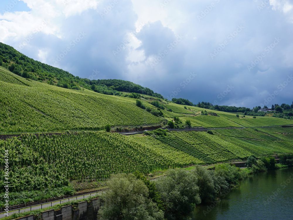 Ein Blick auf die Weinberge an der Mosel in Rheinland Pfalz mit stark bewölkten Himmel - 
A view of the vineyards on the Moselle in Rhineland Palatinate with a cloudy sky